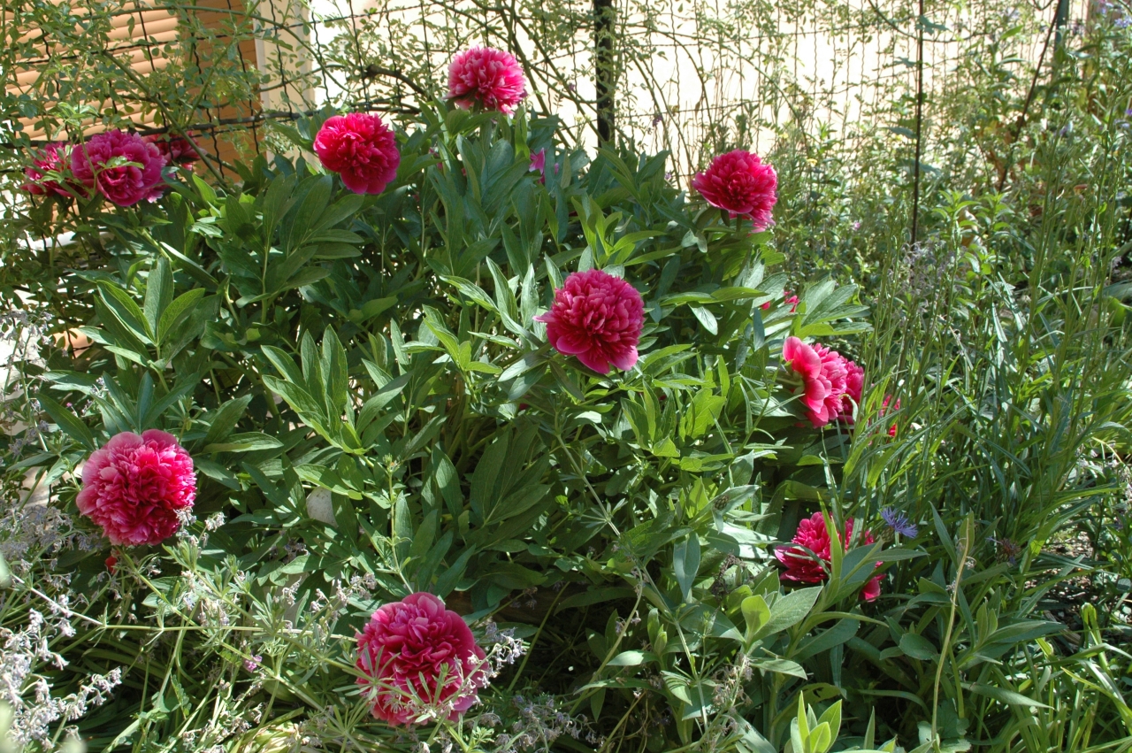 Cliquez droit et enregister l'image sous, la taille réelle de la photo de la fleur est 1280 x 851