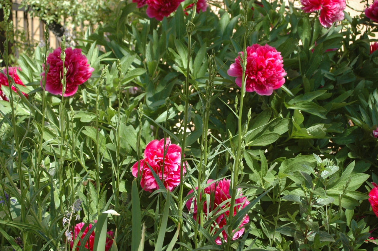 Cliquez droit et enregister l'image sous, la taille réelle de la photo de la fleur est 1280 x 851
