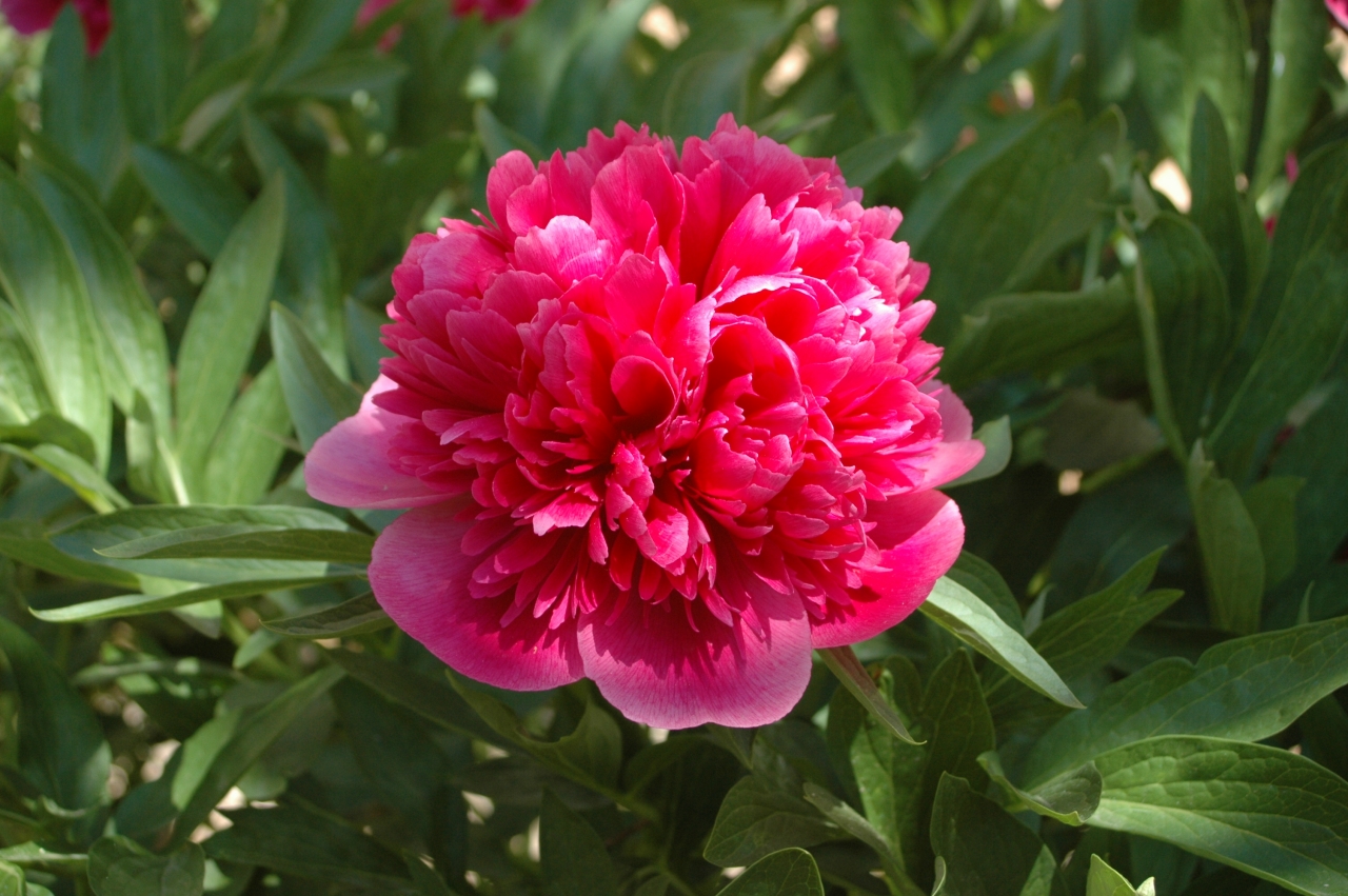 Cliquez droit et enregister l'image sous, la taille réelle de la photo de la fleur est 1280 x 851