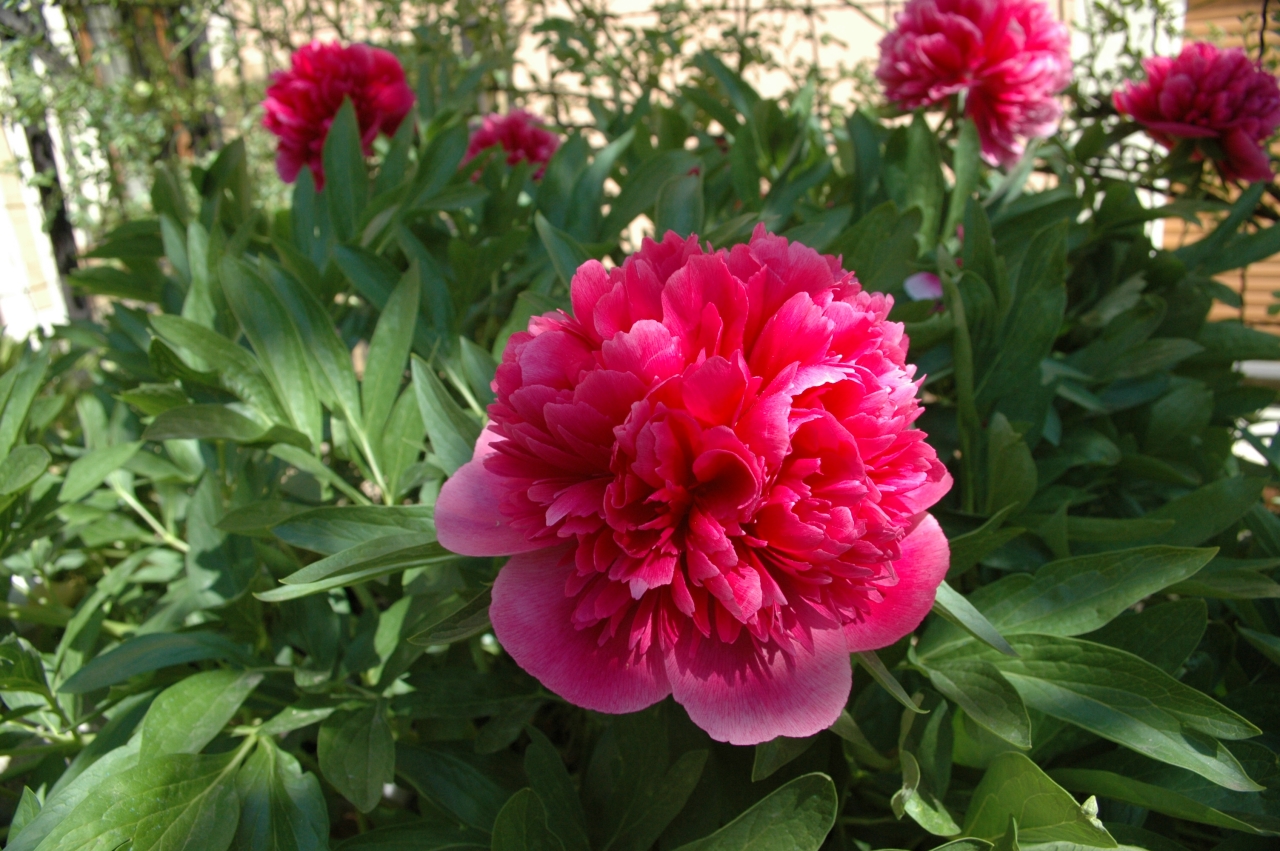 Cliquez droit et enregister l'image sous, la taille réelle de la photo de la fleur est 1280 x 851