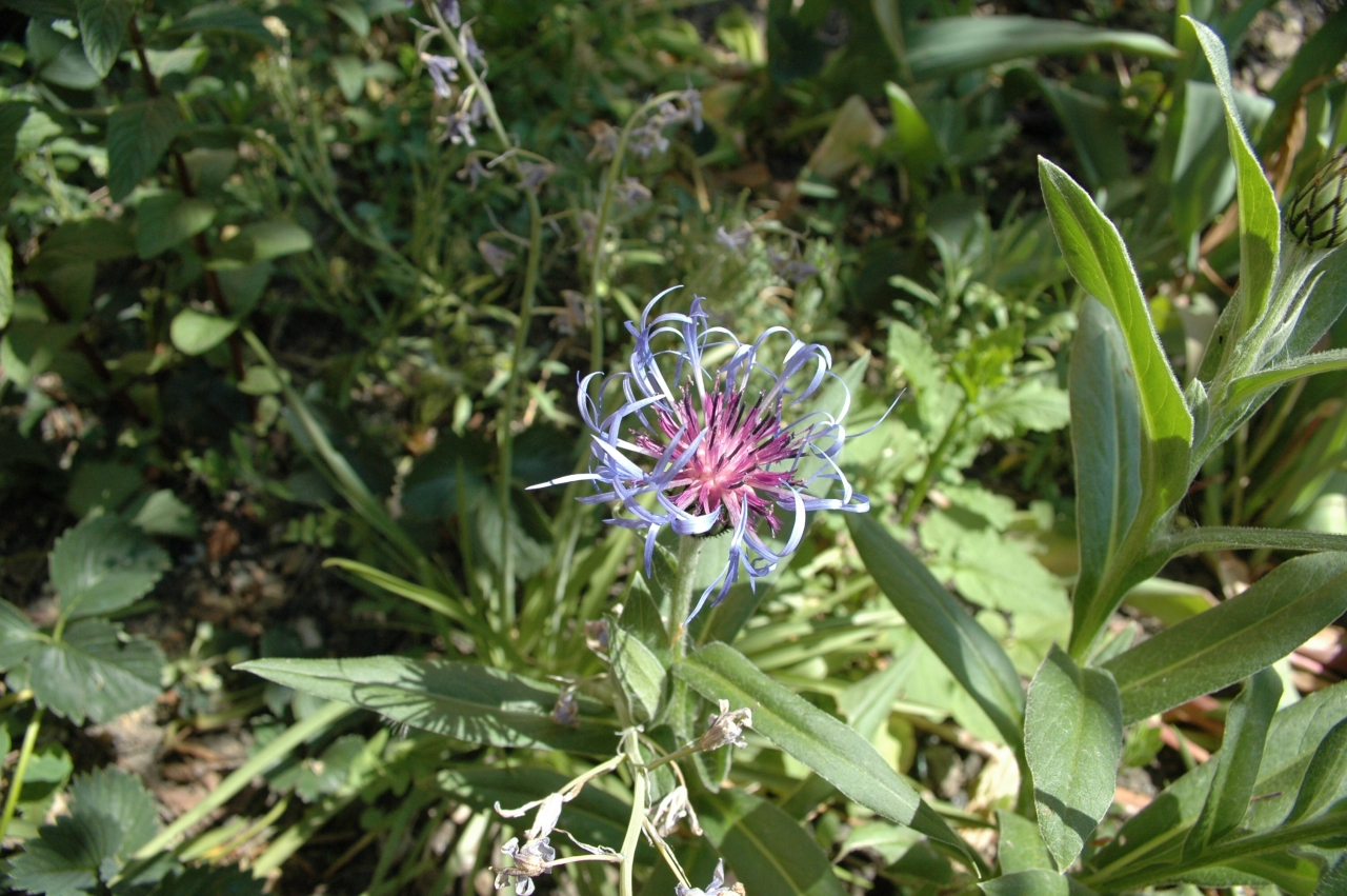 Cliquez droit et enregister l'image sous, la taille relle de la photo de la fleur est 1280 x 851