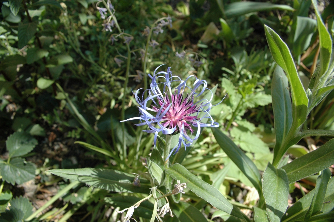 Cliquez droit et enregister l'image sous, la taille relle de la photo de la fleur est 1280 x 851