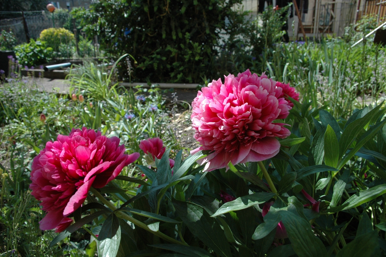 Cliquez droit et enregister l'image sous, la taille réelle de la photo de la fleur est 1280 x 851