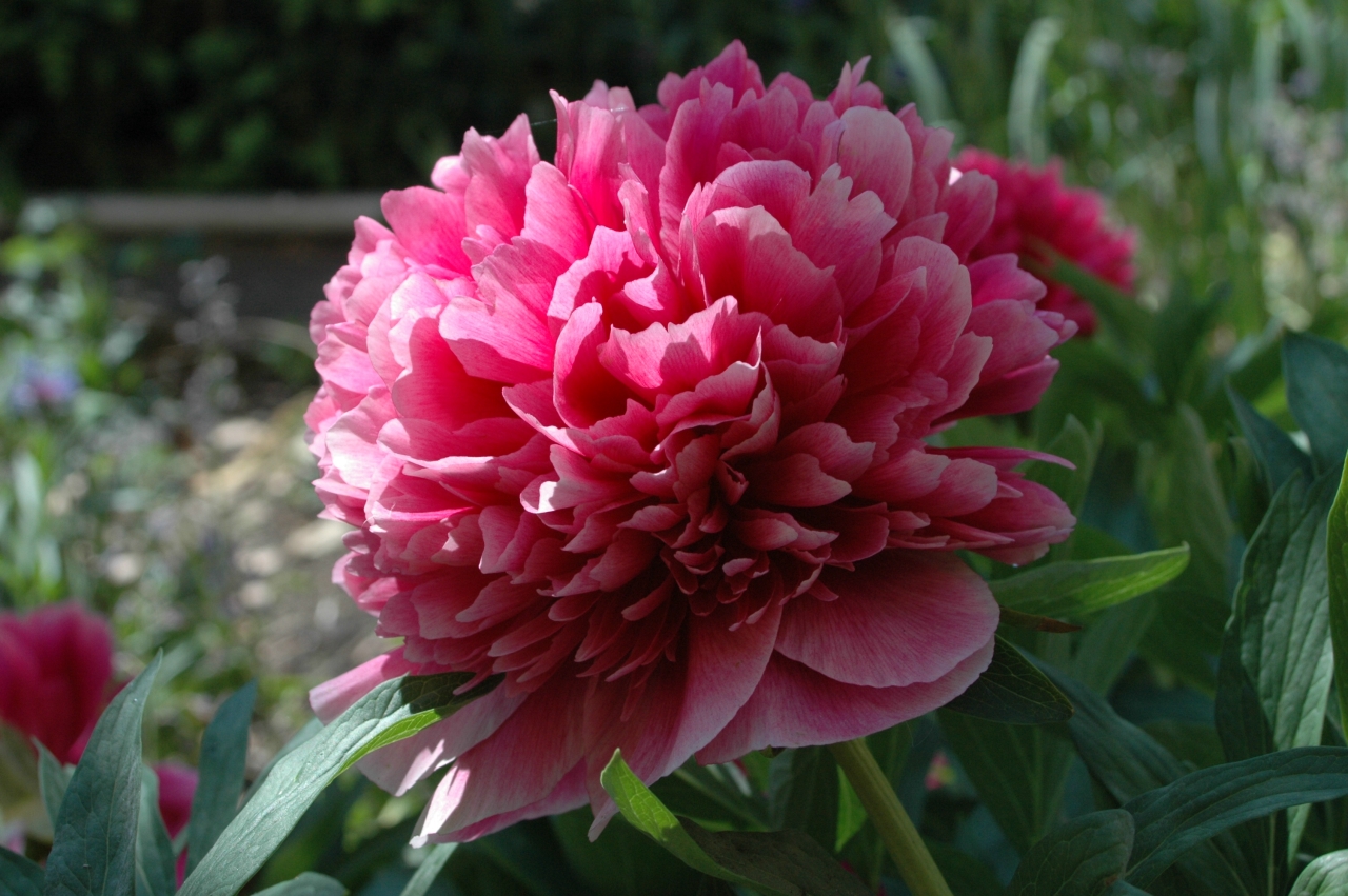 Cliquez droit et enregister l'image sous, la taille réelle de la photo de la fleur est 1280 x 851
