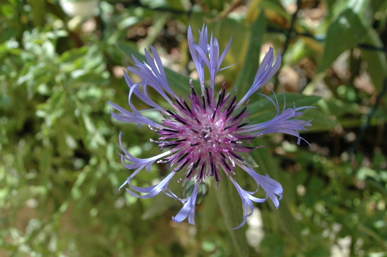 Cliquez droit et enregister l'image sous, la taille réelle de la photo de la fleur est 1280 x 851