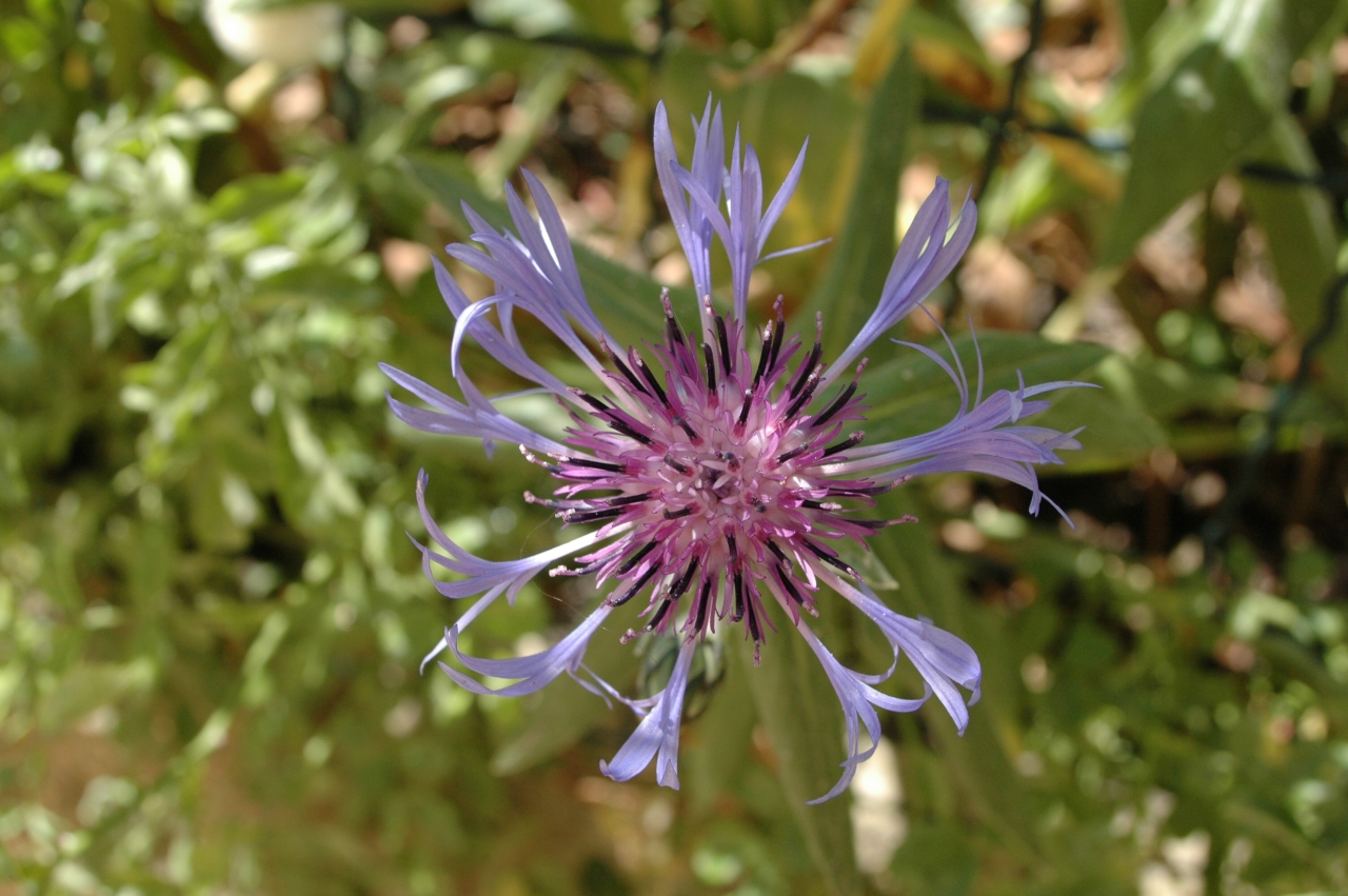 Cliquez droit et enregister l'image sous, la taille réelle de la photo de la fleur est 1280 x 851