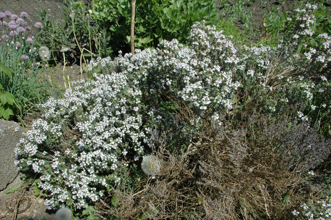 Cliquez droit et enregister l'image sous, la taille réelle de la photo de la fleur est 1280 x 851