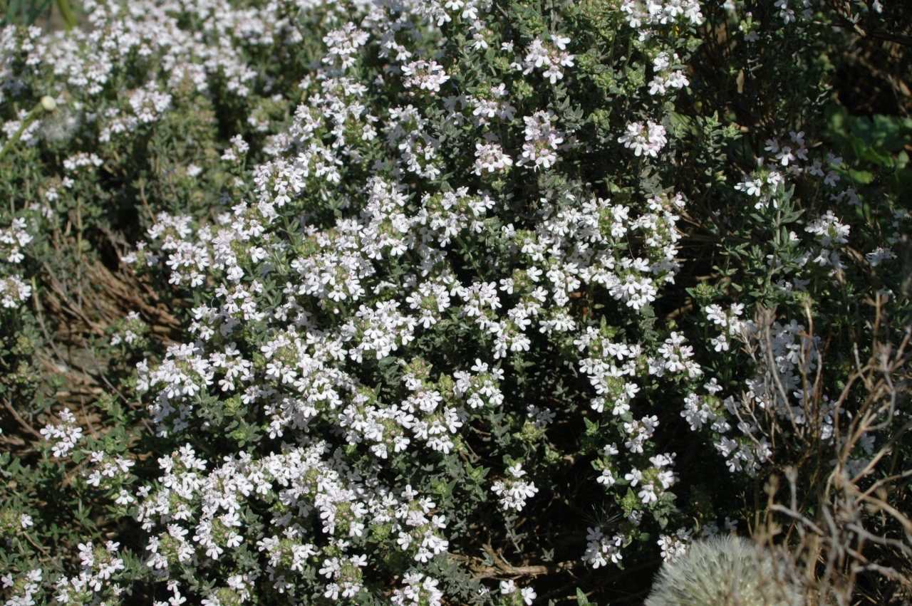 Cliquez droit et enregister l'image sous, la taille réelle de la photo de la fleur est 1280 x 851
