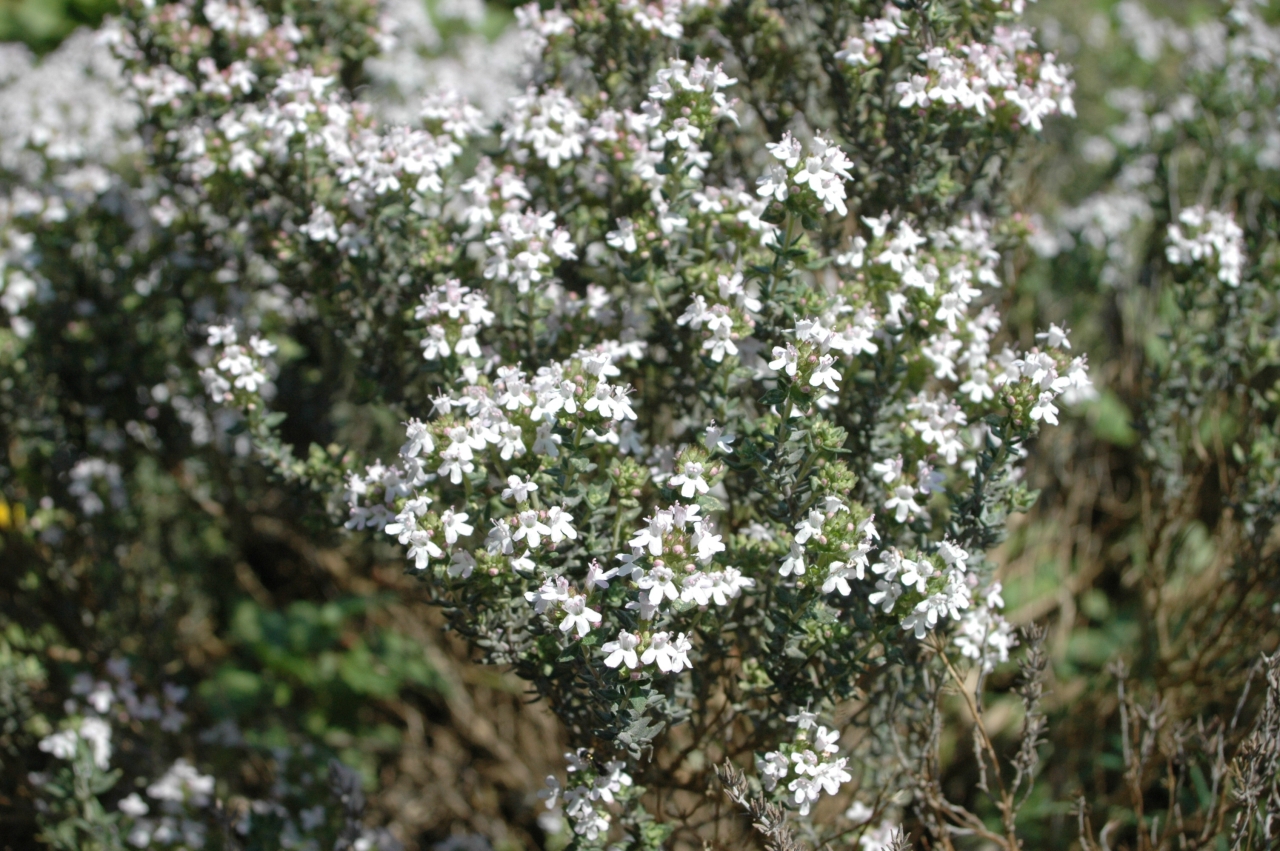 Cliquez droit et enregister l'image sous, la taille réelle de la photo de la fleur est 1280 x 851