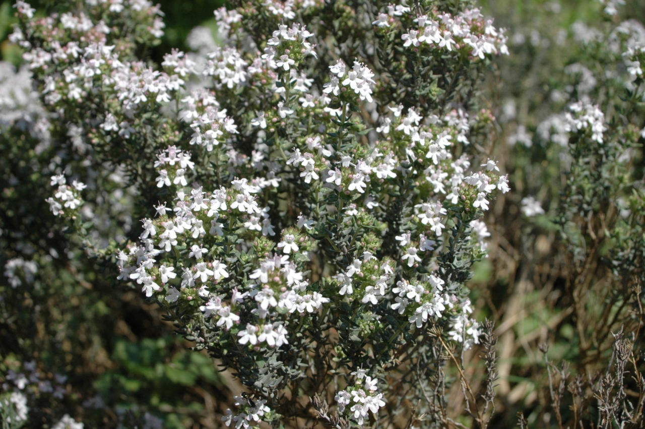 Cliquez droit et enregister l'image sous, la taille réelle de la photo de la fleur est 1280 x 851