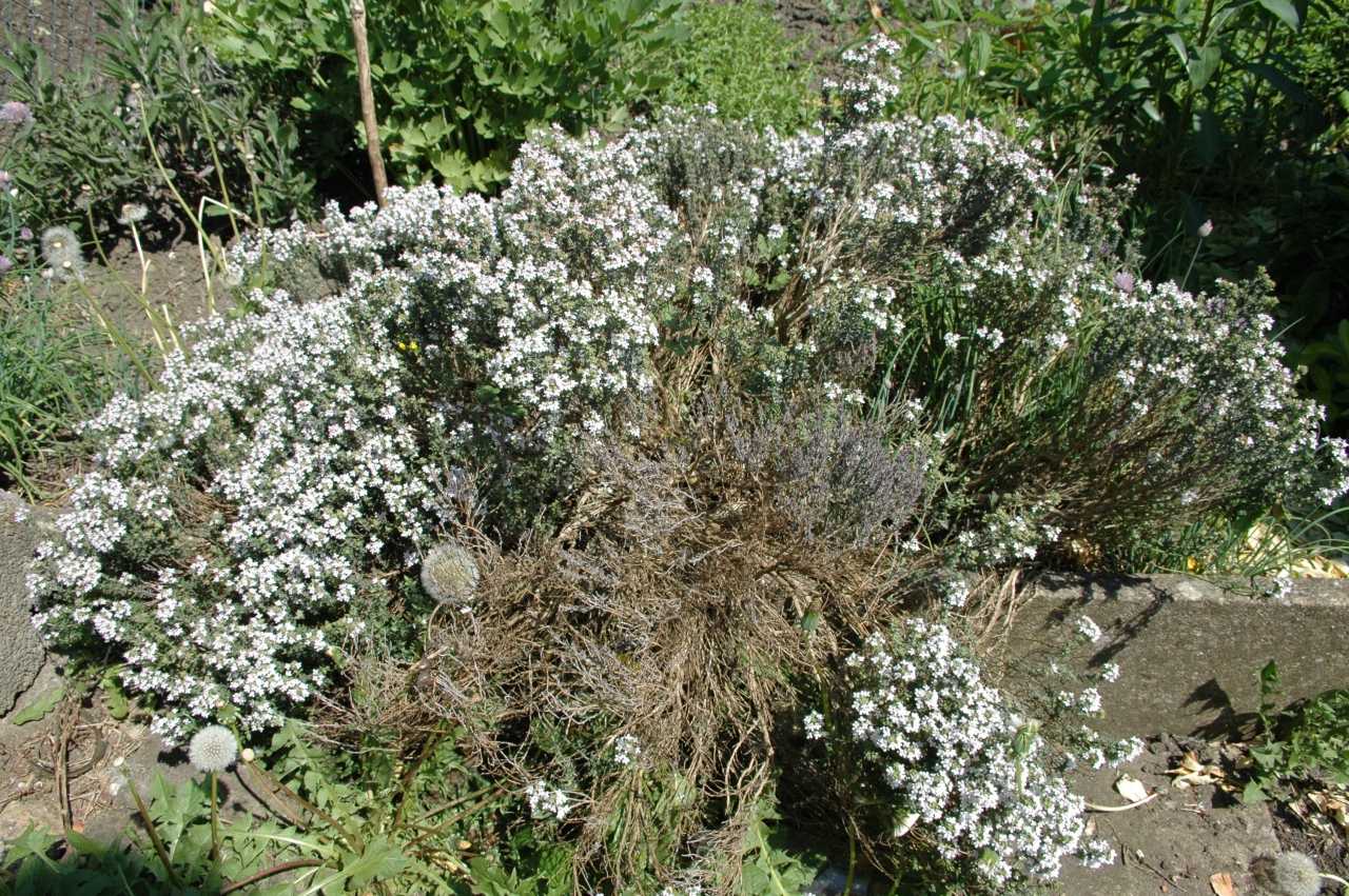 Cliquez droit et enregister l'image sous, la taille réelle de la photo de la fleur est 1280 x 851
