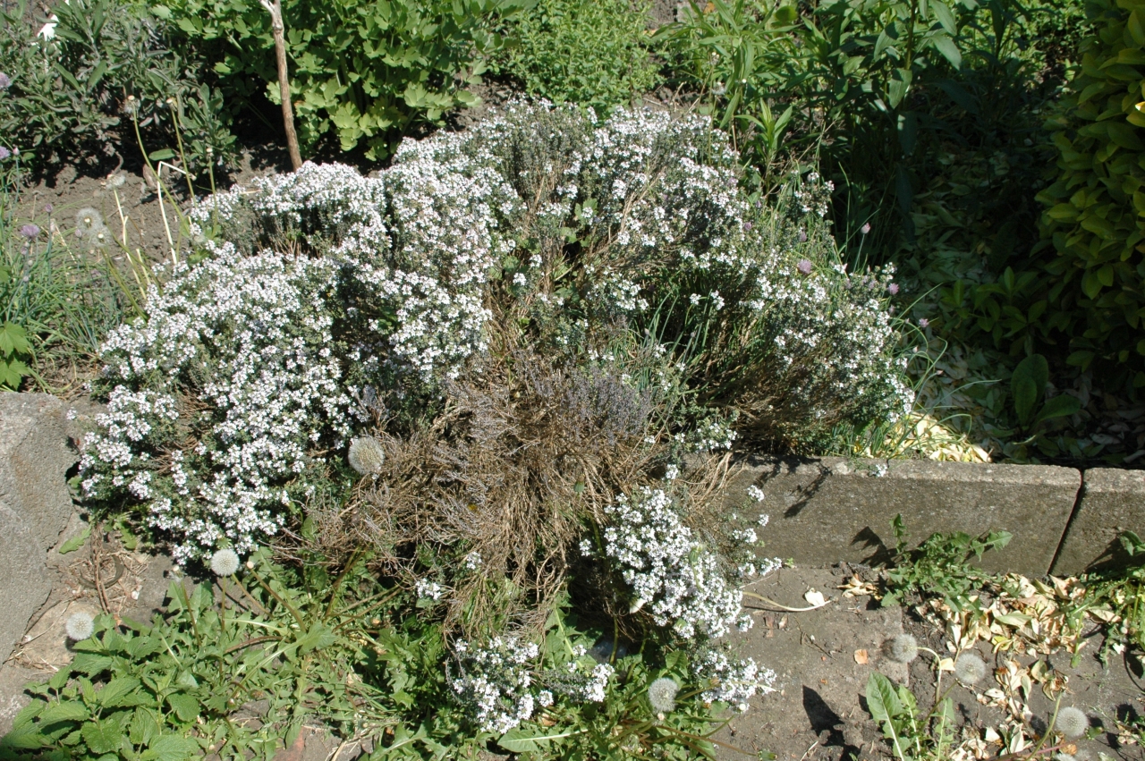 Cliquez droit et enregister l'image sous, la taille réelle de la photo de la fleur est 1280 x 851