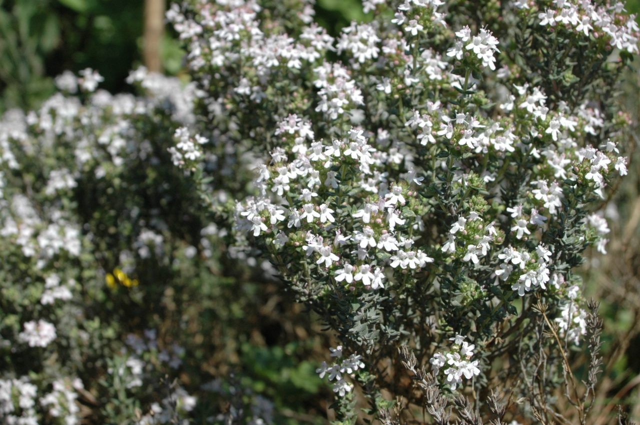 Cliquez droit et enregister l'image sous, la taille réelle de la photo de la fleur est 1280 x 851