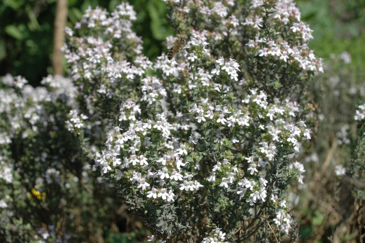 Cliquez droit et enregister l'image sous, la taille réelle de la photo de la fleur est 1280 x 851