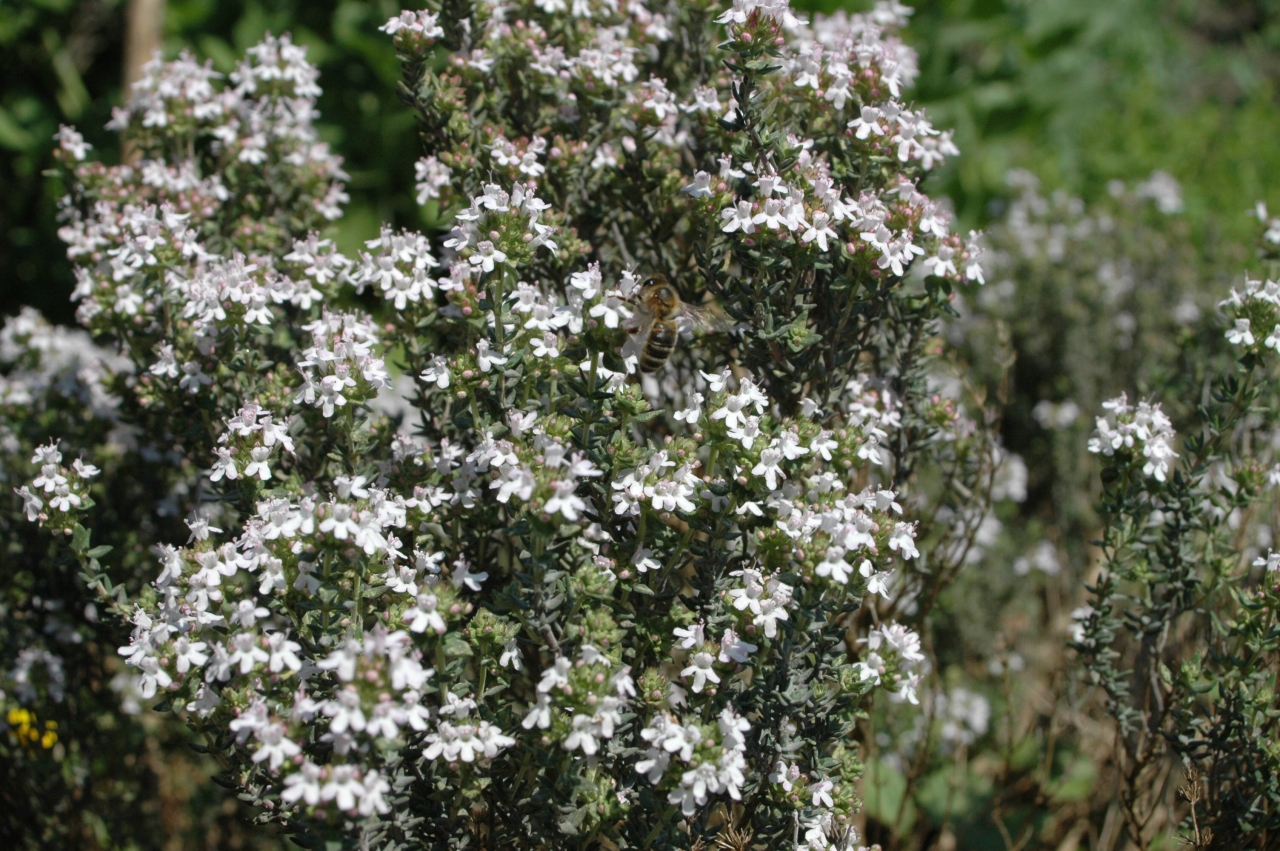 Cliquez droit et enregister l'image sous, la taille réelle de la photo de la fleur est 1280 x 851