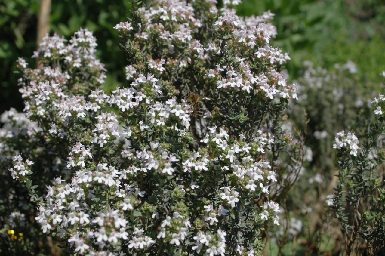 Cliquez droit et enregister l'image sous, la taille réelle de la photo de la fleur est 1280 x 851