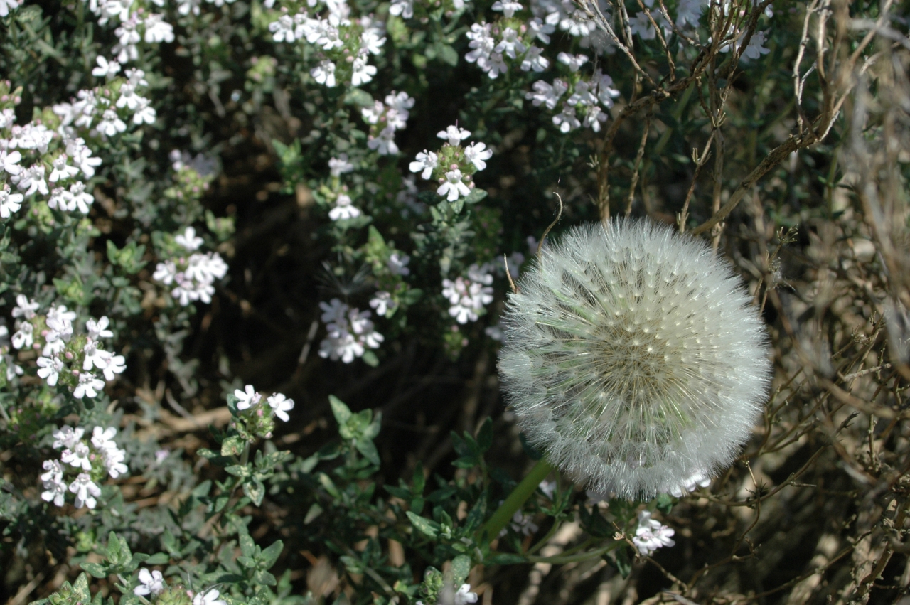 Cliquez droit et enregister l'image sous, la taille réelle de la photo de la fleur est 1280 x 851