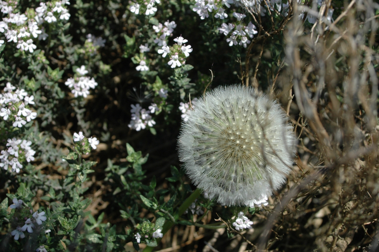 Cliquez droit et enregister l'image sous, la taille réelle de la photo de la fleur est 1280 x 851