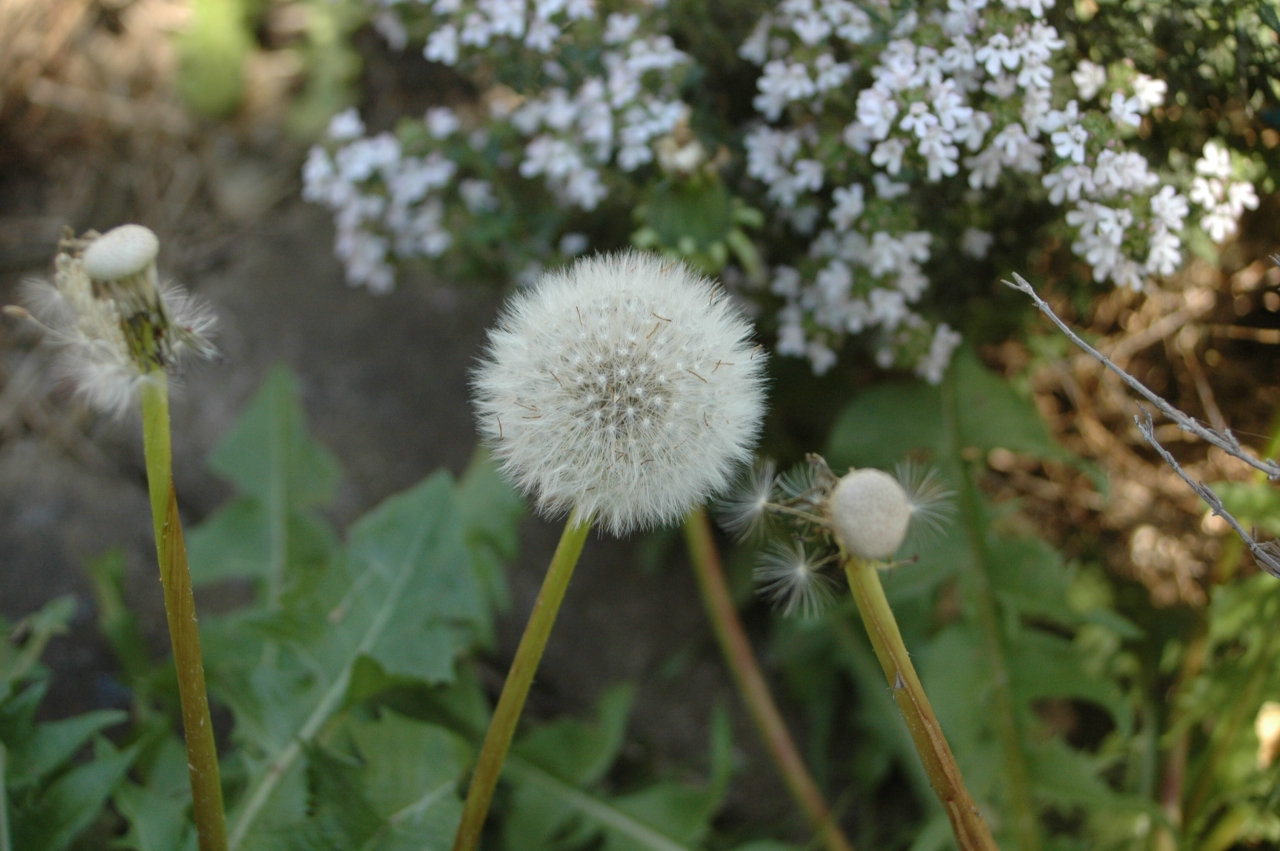 Cliquez droit et enregister l'image sous, la taille réelle de la photo de la fleur est 1280 x 851