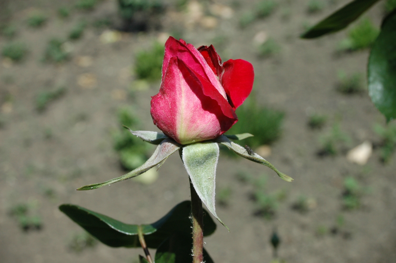 Cliquez droit et enregister l'image sous, la taille réelle de la photo de la fleur est 1280 x 851