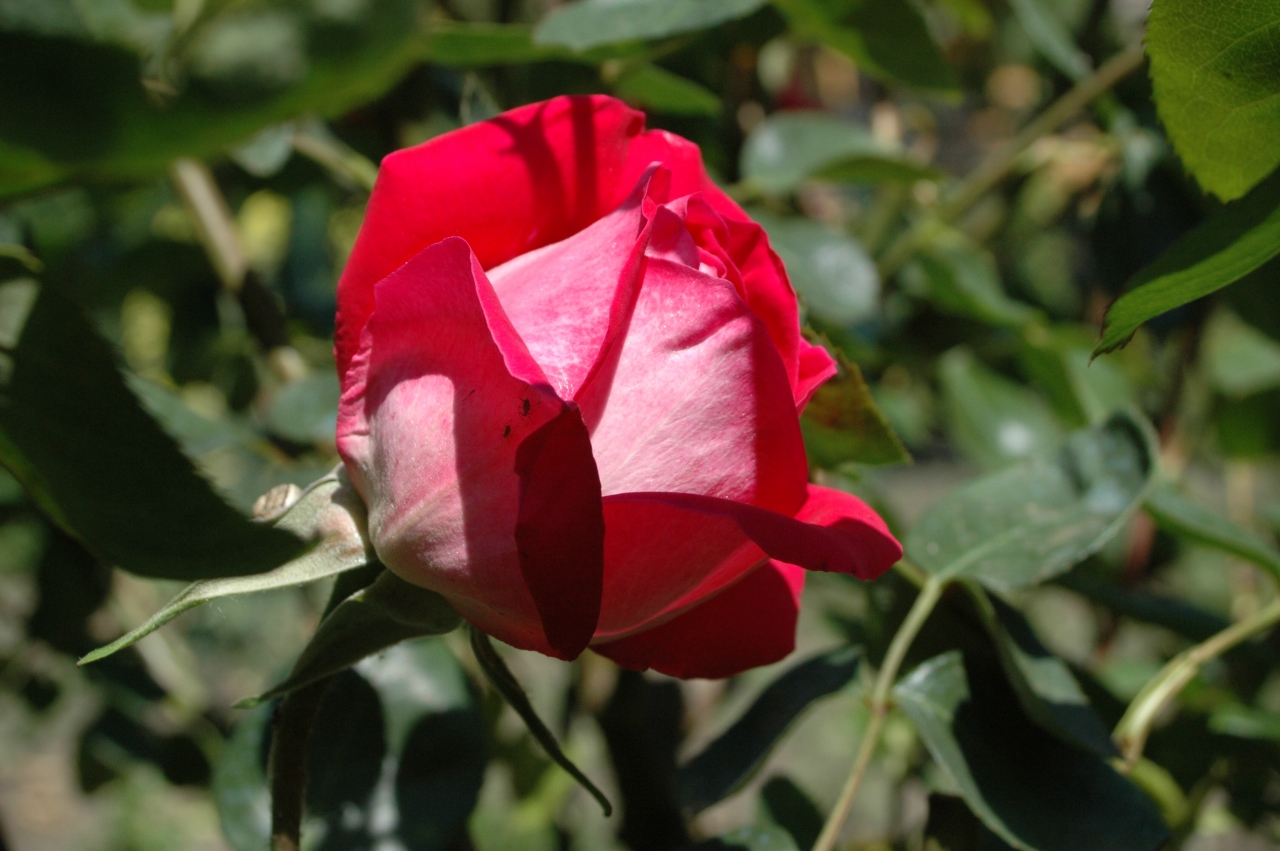 Cliquez droit et enregister l'image sous, la taille réelle de la photo de la fleur est 1280 x 851