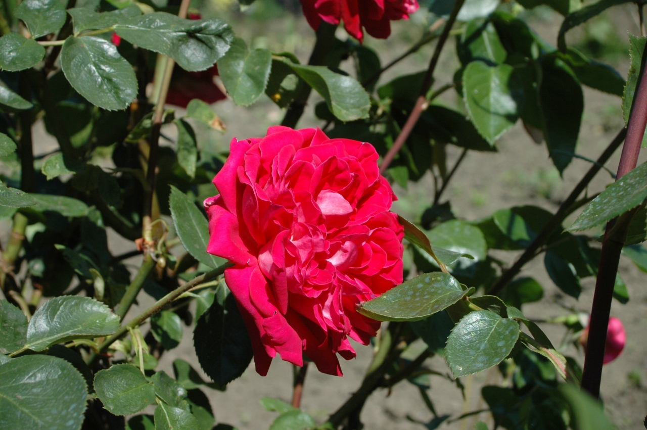 Cliquez droit et enregister l'image sous, la taille réelle de la photo de la fleur est 1280 x 851