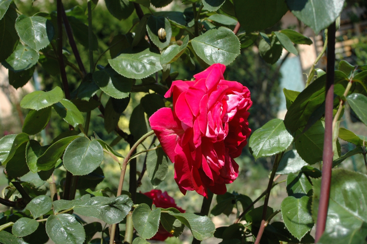 Cliquez droit et enregister l'image sous, la taille réelle de la photo de la fleur est 1280 x 851