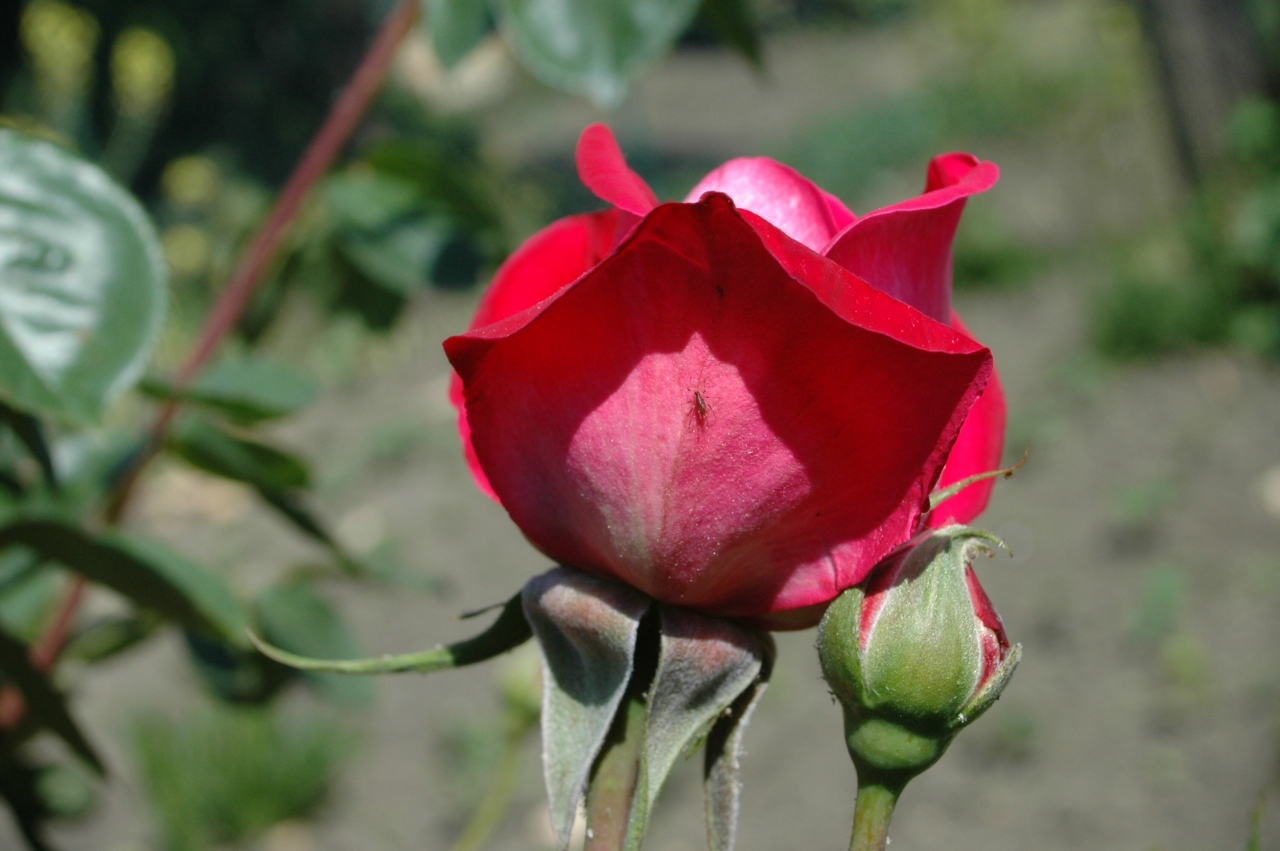 Cliquez droit et enregister l'image sous, la taille réelle de la photo de la fleur est 1280 x 851