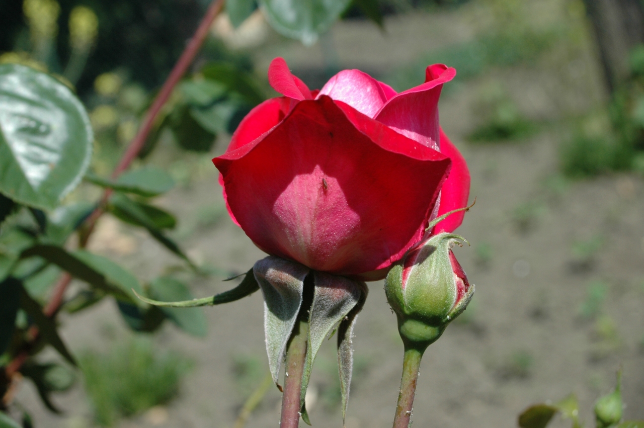 Cliquez droit et enregister l'image sous, la taille réelle de la photo de la fleur est 1280 x 851