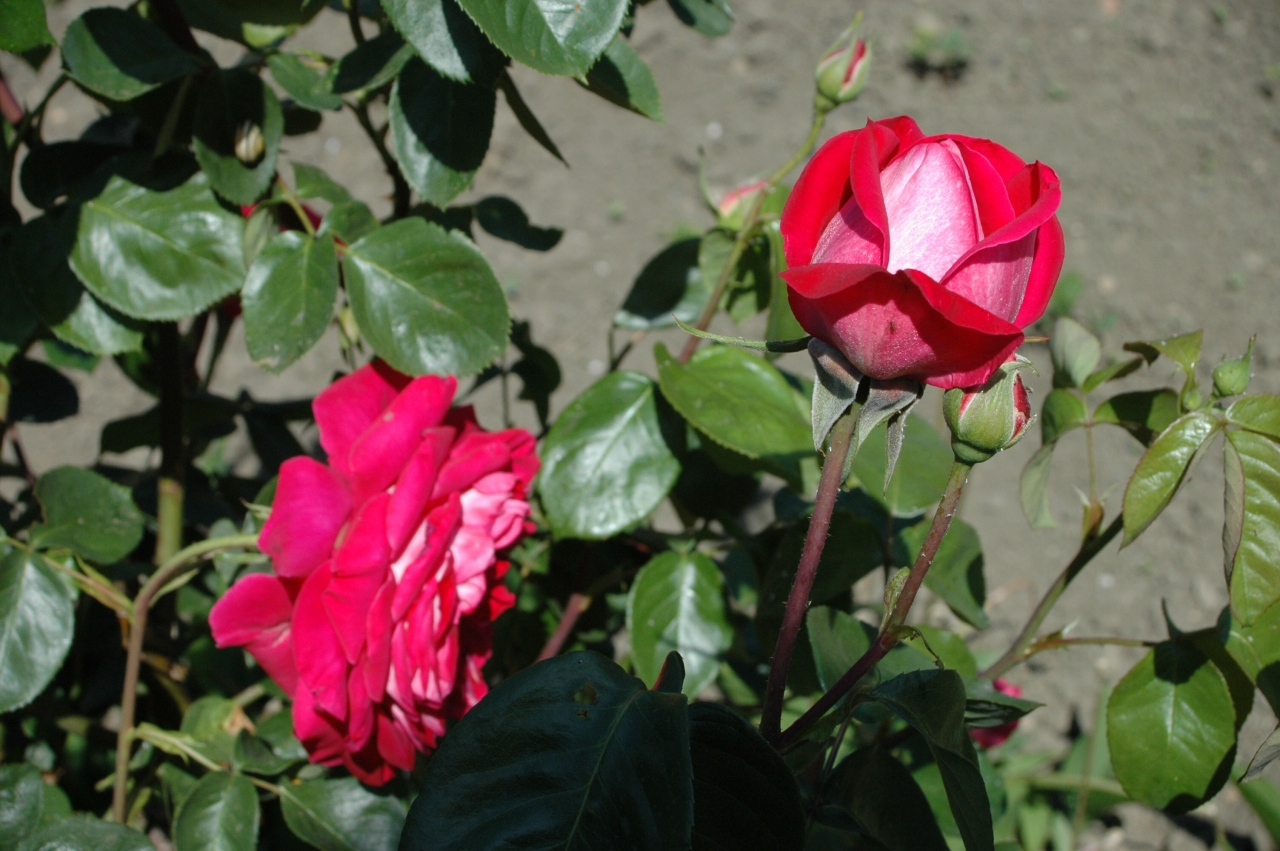 Cliquez droit et enregister l'image sous, la taille réelle de la photo de la fleur est 1280 x 851