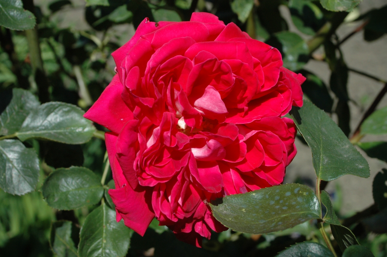 Cliquez droit et enregister l'image sous, la taille réelle de la photo de la fleur est 1280 x 851