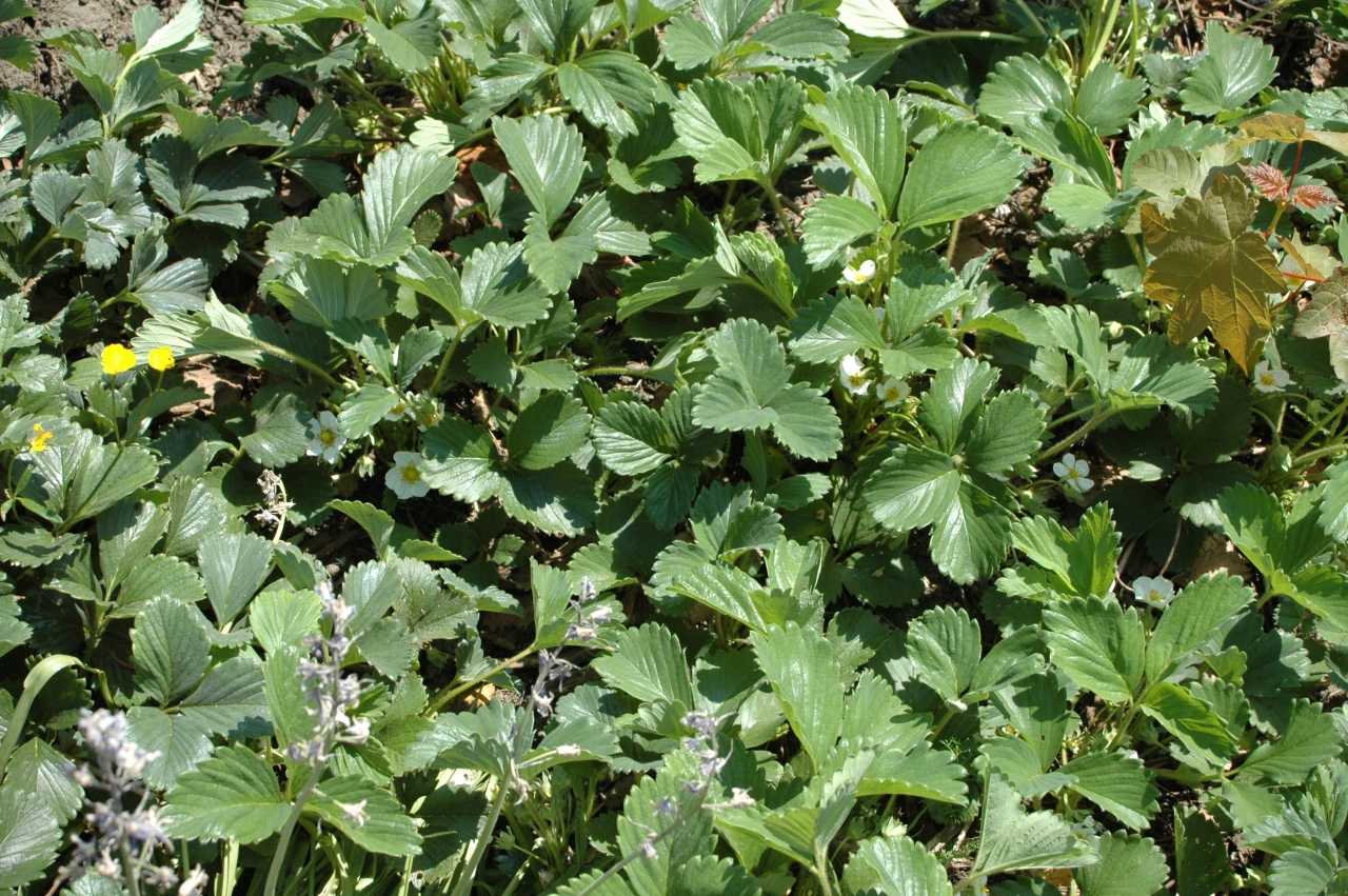 Cliquez droit et enregister l'image sous, la taille réelle de la photo de la fleur est 1280 x 851
