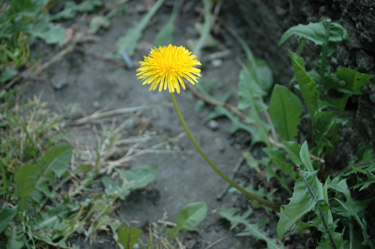 Cliquez droit et enregister l'image sous, la taille réelle de la photo de la fleur est 1280 x 851
