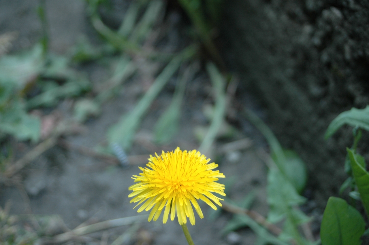 Cliquez droit et enregister l'image sous, la taille réelle de la photo de la fleur est 1280 x 851