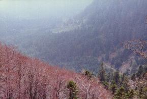 Vue depuis Le col de la Schlucht, Photo perso...