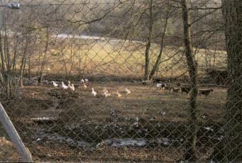 le petit zoo : photo d' Antonio BONELLI, libre de droits